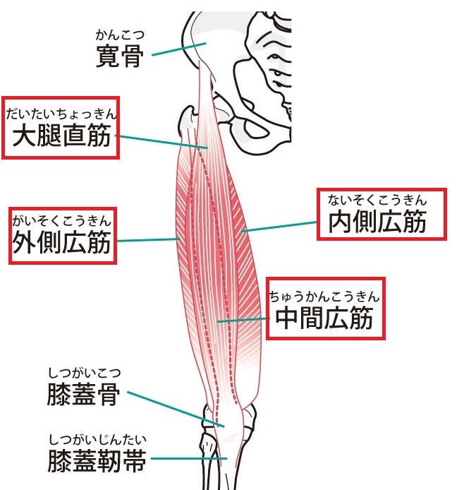 有痛性分裂膝蓋骨の原因になる4つの筋肉