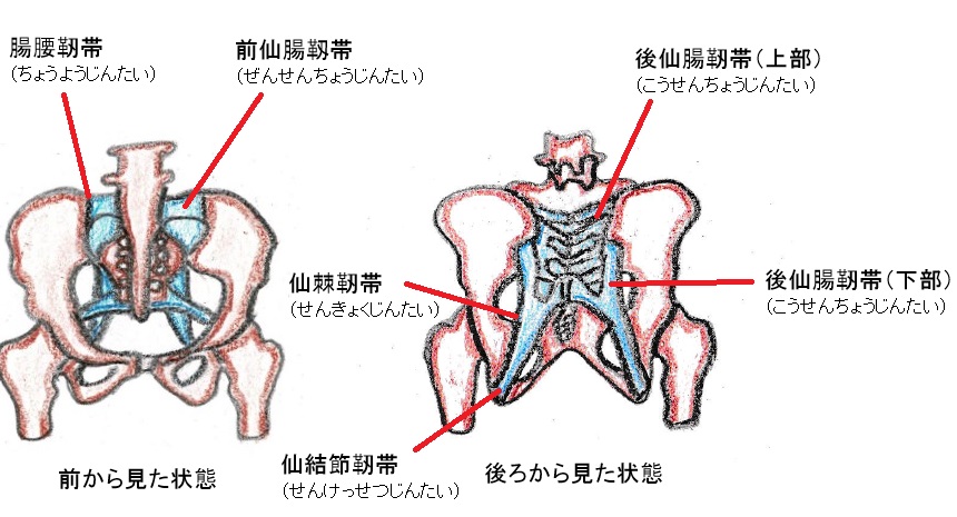 仙腸関節の画像2