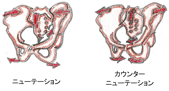 仙腸関節の画像3