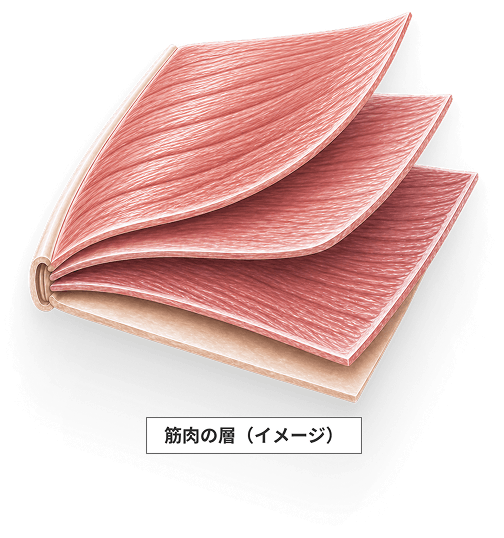 筋肉の層のイメージ