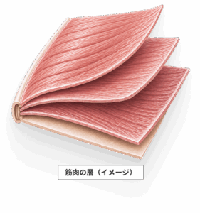 筋肉の層